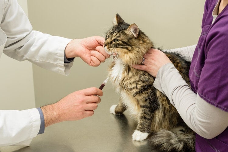 Will a Blood Test Show Cancer in Cats? What Will It Show?