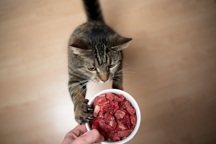 5 Raw Cat Food Recipe Ideas: Vet Approved, Easy, & Nutritious