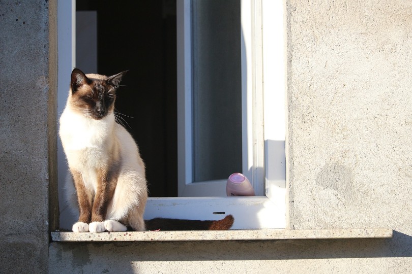 siamese cat by the window