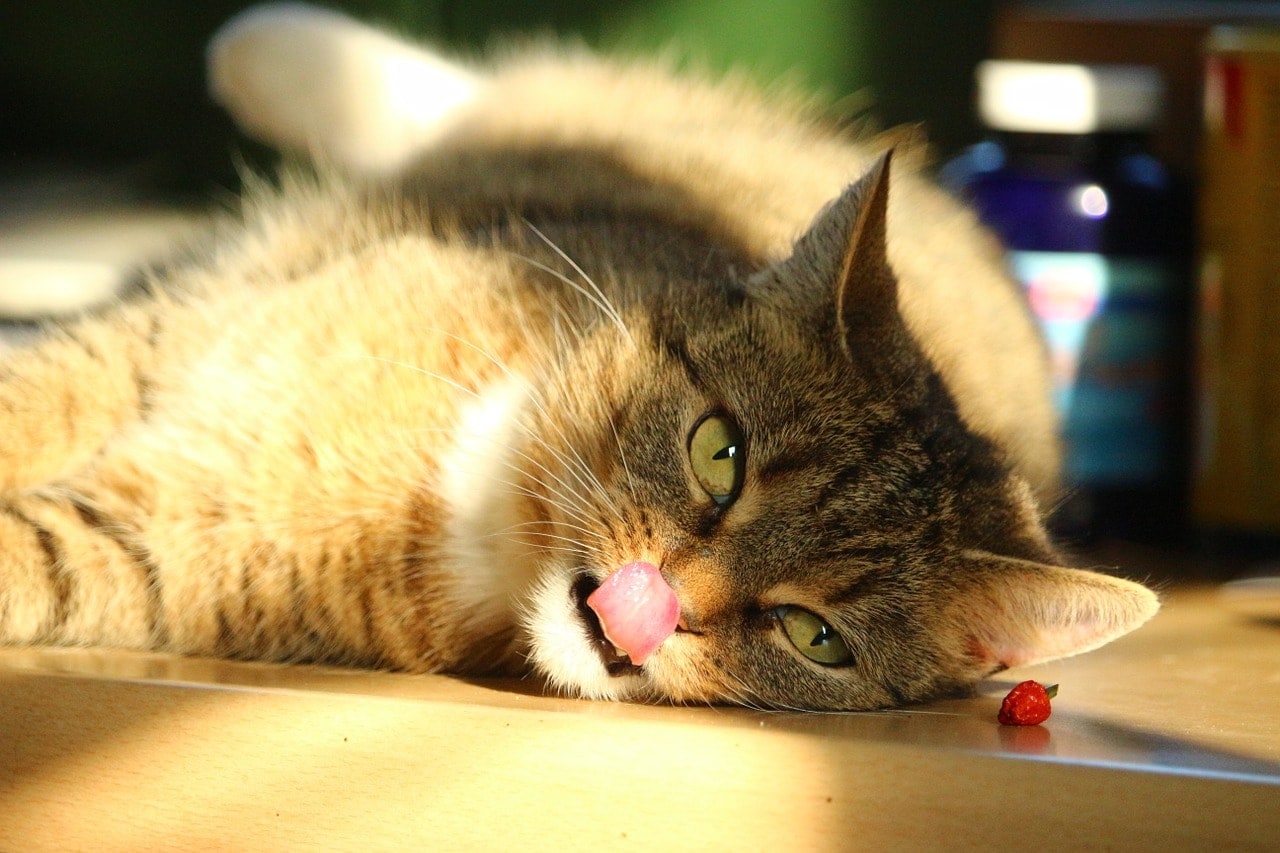 Why Is My Cat Licking the Floor? 7 Vet-Approved Reasons
