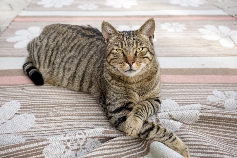 5 Tabby Cat Breeds - Patterns & Markings (With Info & Pictures)