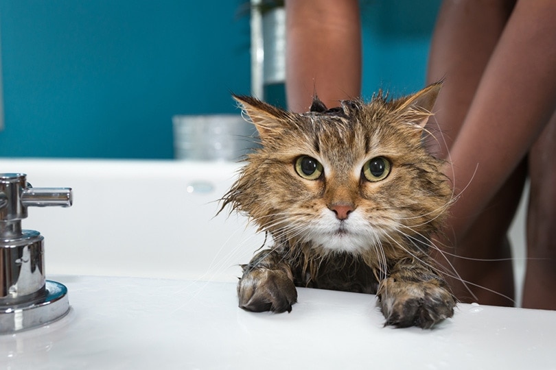 Is Dawn Dish Soap Safe for Cats? Vet-Reviewed Safety Facts