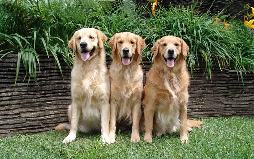 5 Most Popular Dog Breeds in Texas in 2026 (With Info & Pictures)