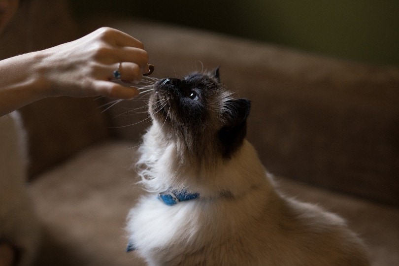 4 Homemade Grain-Free Cat Treat Recipes (Vet Approved)