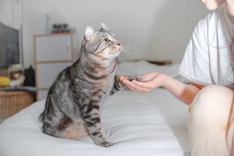 Attention Seeking Cat: Causes & Tips to Deal With This Behavior