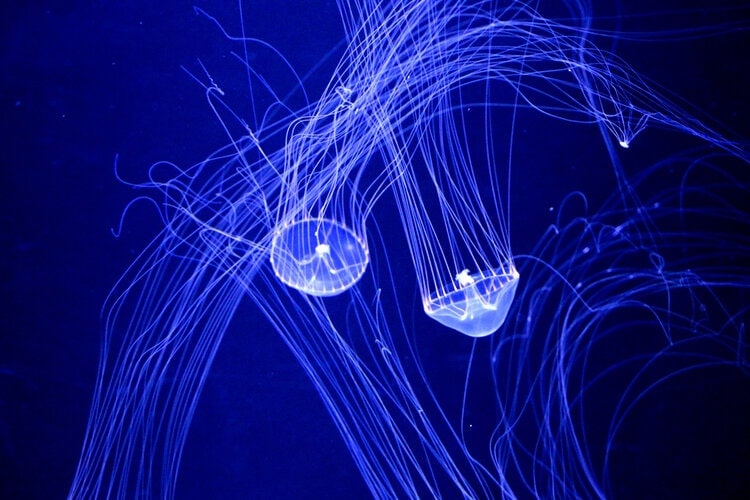 Can Cats Be Genetically Modified? Glow in the Dark Felines & More Unveiled