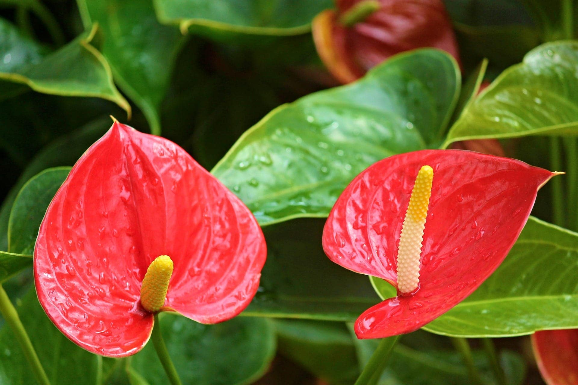 Is Anthurium Toxic to Cats? Vet-Approved Risks & Facts