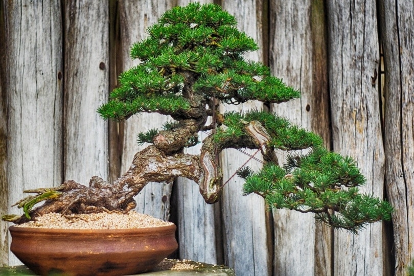 Are Bonsai Trees Poisonous To Cats? Risks & Safety Tips
