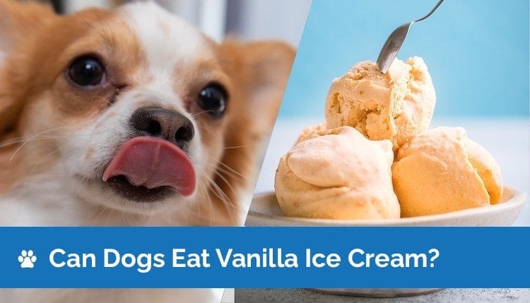 Can Dogs Eat Vanilla Ice Cream? Vet-Reviewed Facts & Safety Guide