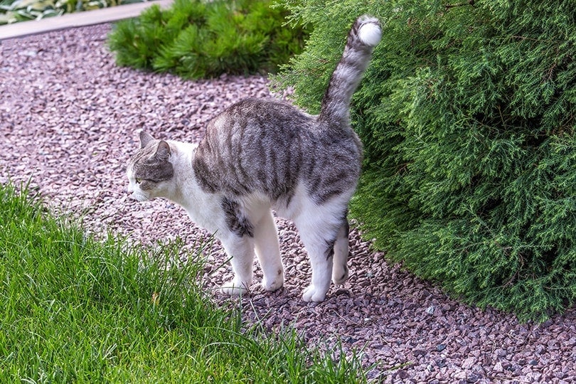 Do All Cats Spray? Is It Typical?