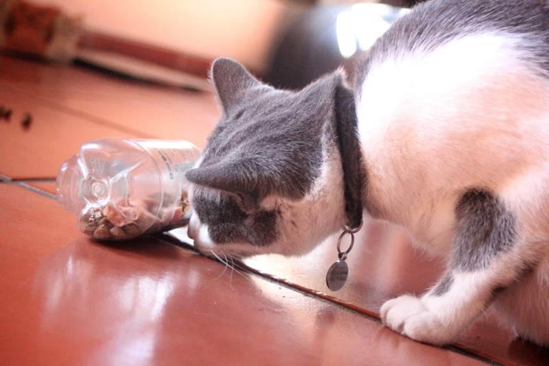 8 DIY Puzzle Cat Feeders You Can Make Today (With Pictures)
