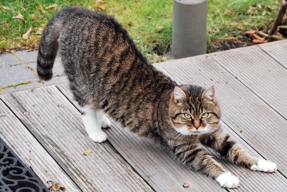 Cat stretching outdoors
