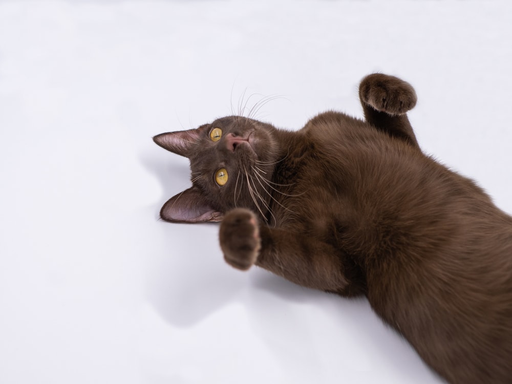 220 Cat Names That Start with P for Your Kitty