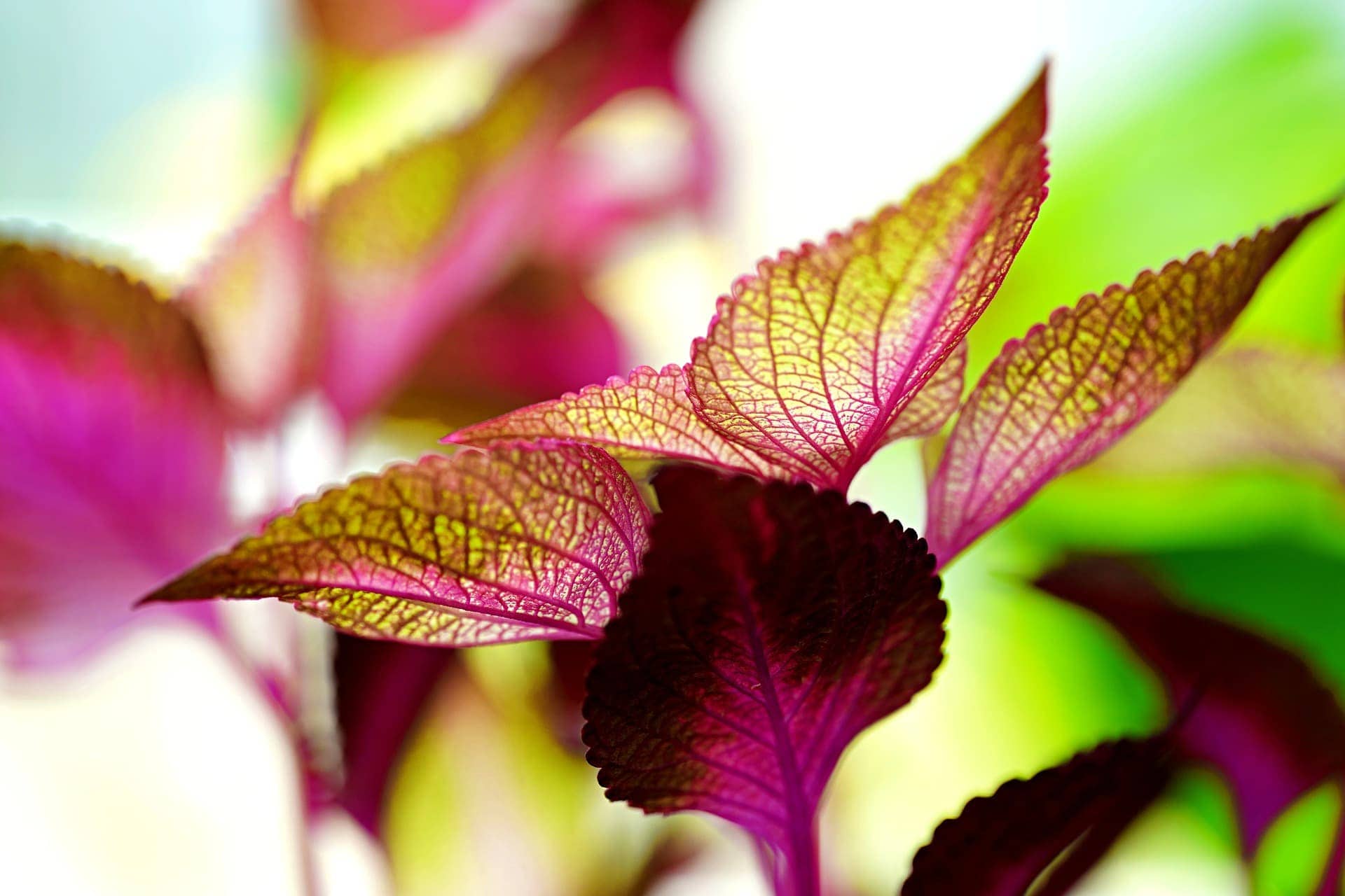 Is Coleus Toxic to Cats? Vet-Verified Facts & Info