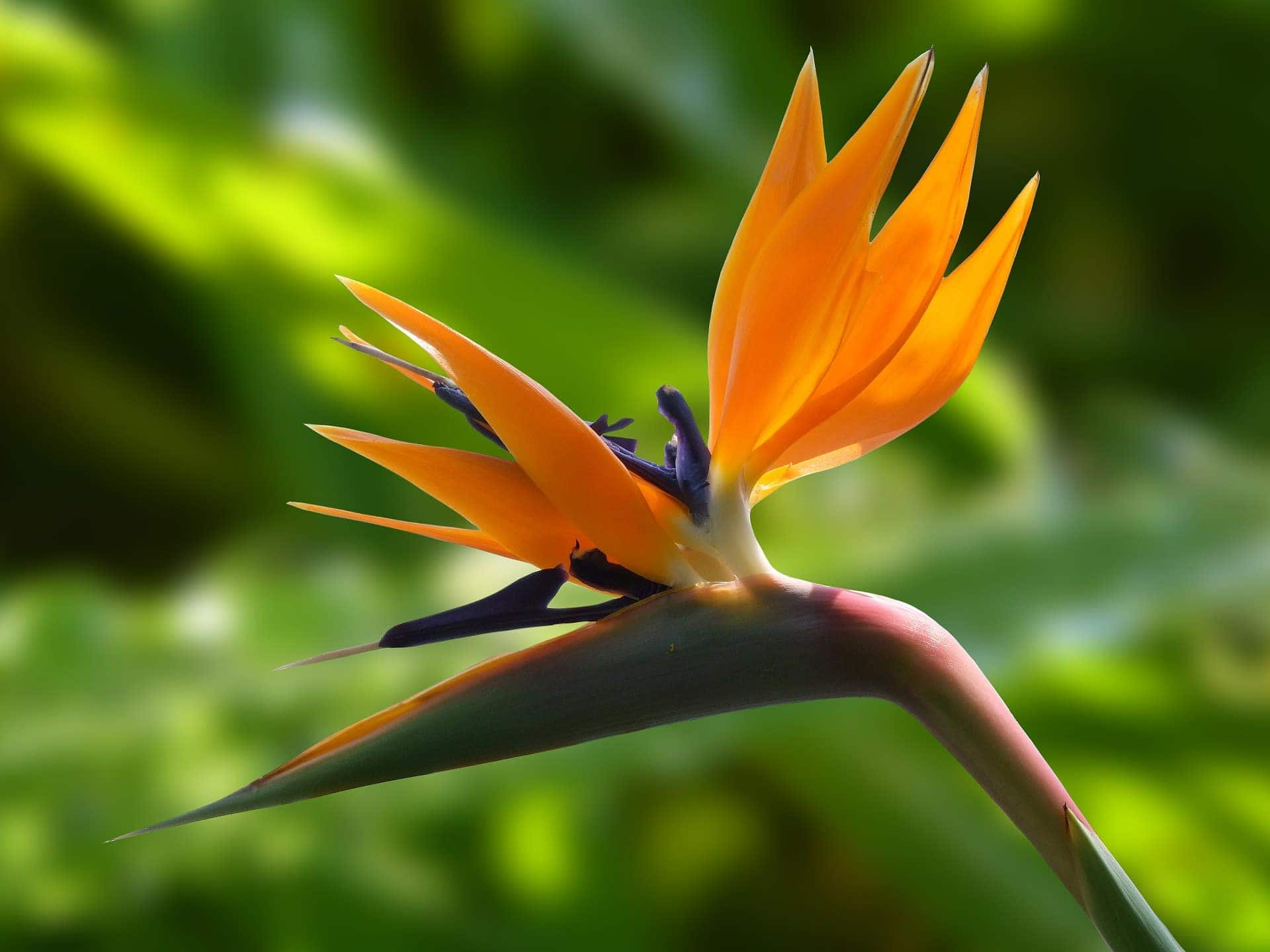 Is Bird of Paradise Toxic to Cats? Vet-Approved Risks & Safety Tips
