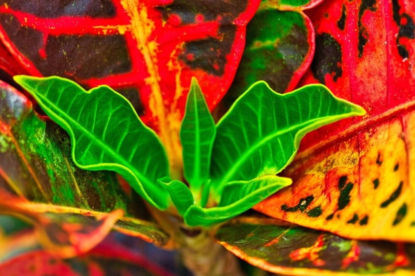 Are Croton Plants Toxic to Cats? Vet-Approved Safety Facts