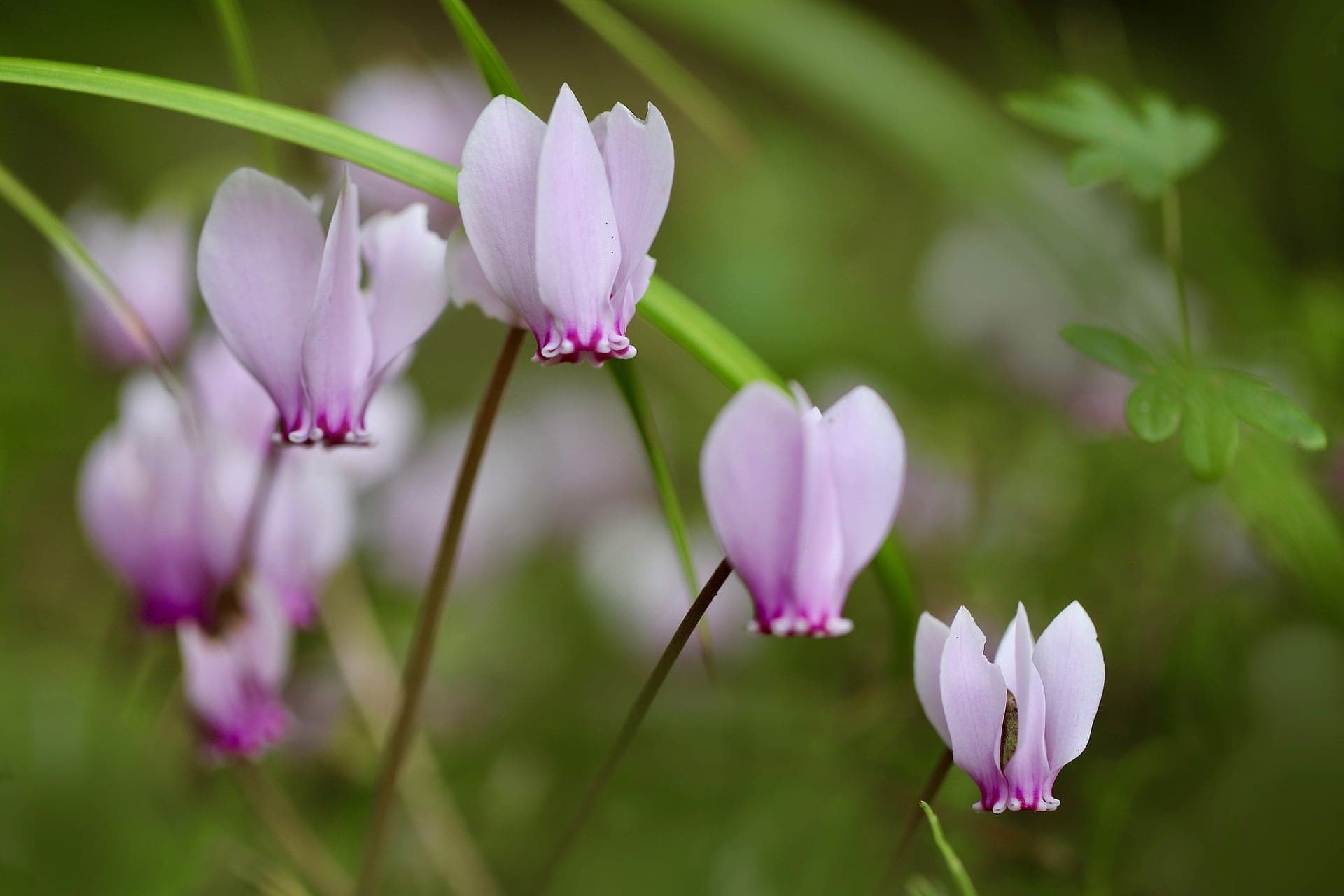 Is Cyclamen Toxic to Cats? Vet-Reviewed Risks & FAQ