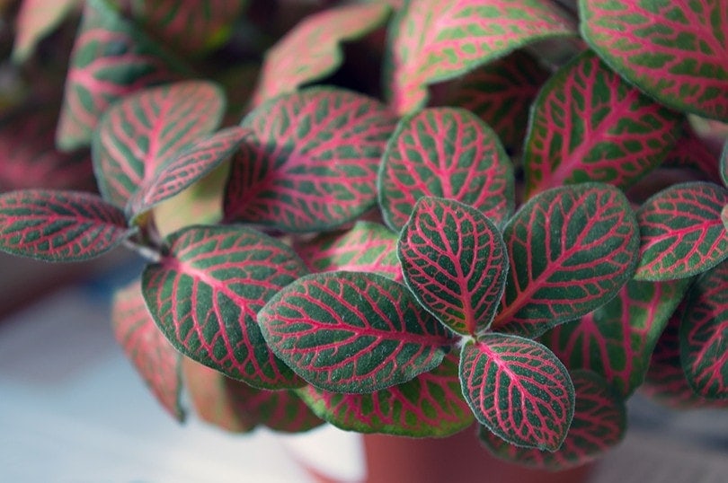 Is Fittonia Toxic to Cats? Safety Tips & Plant Recommendations
