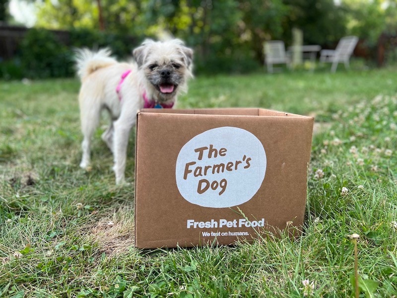 Gizmo fluffy white dog with The Farmer's Dog fresh food box_Kate