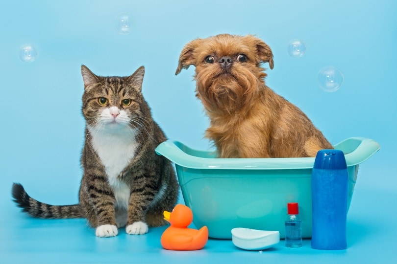 Can You Use Dog Shampoo on Cats? Vet-Verified Toxicity Facts and Safe Options