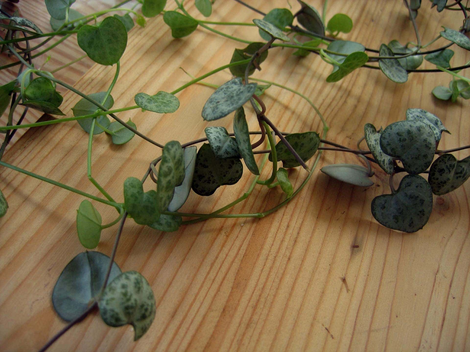 Are String of Hearts Plants Toxic to Cats? Keeping Your Cats Safe