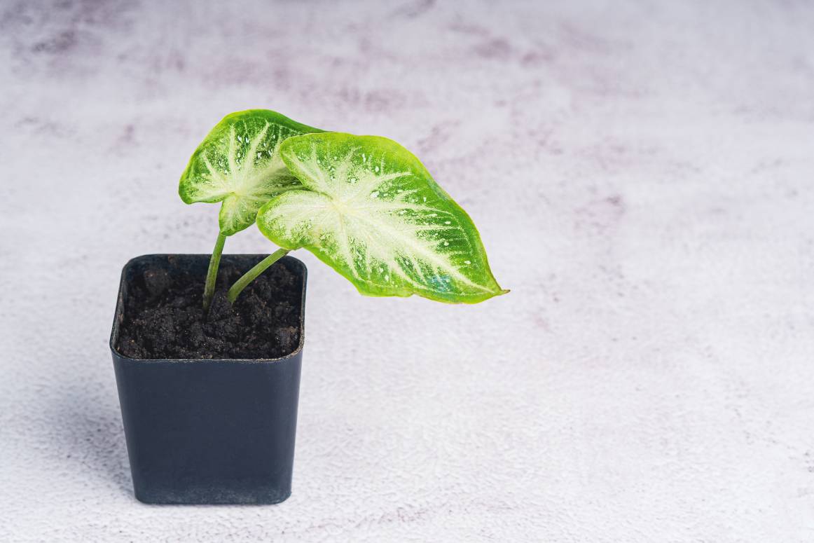Is Nephthytis (Arrowhead Vine) Toxic to Cats? Vet-Reviewed Risks & Safety Tips