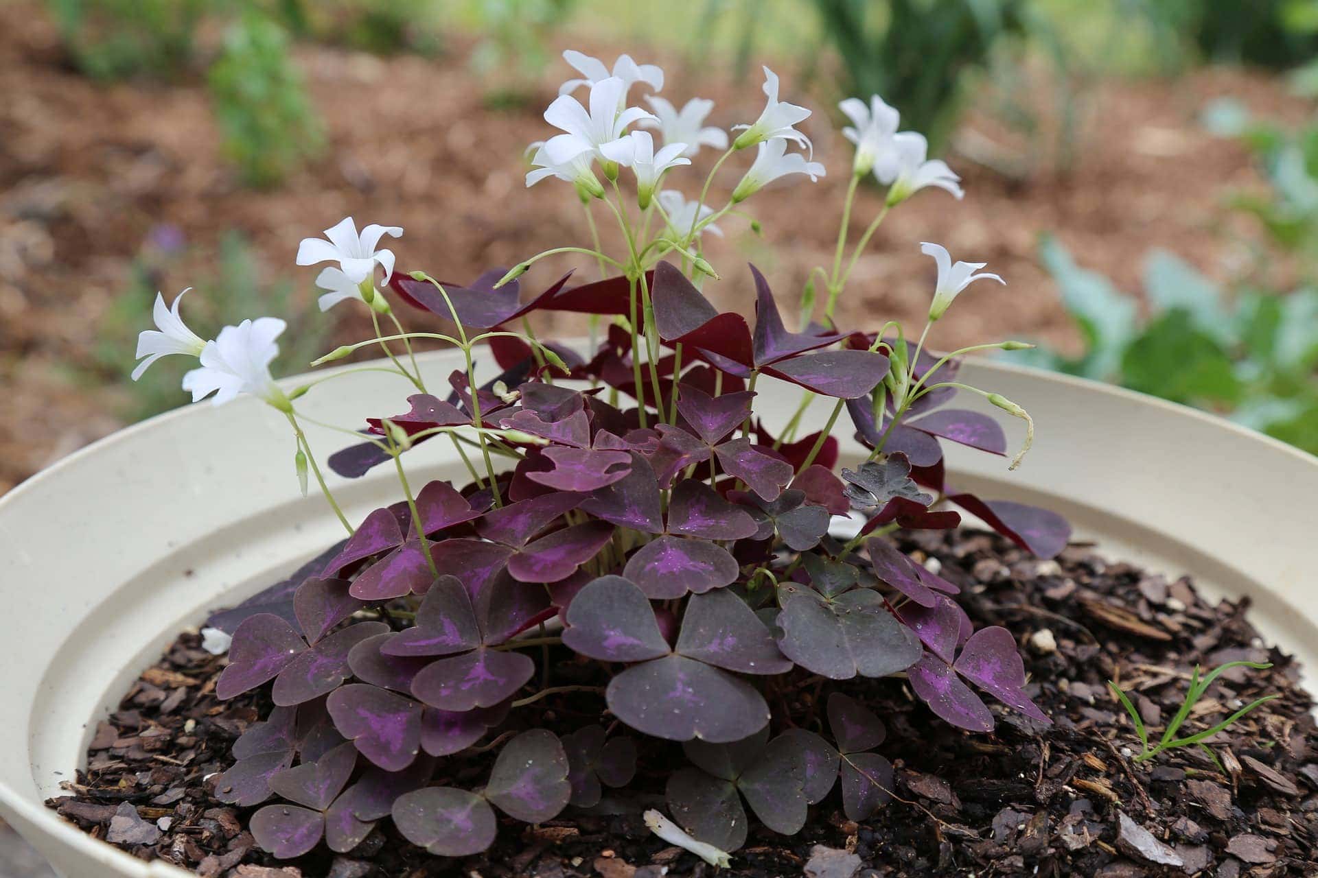 Is Oxalis (Shamrock Plant) Poisonous to Cats? Vet-Verified Facts & Safety Tips