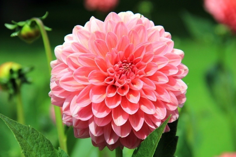 Are Dahlias Poisonous to Cats? Vet-Verified Facts & Info