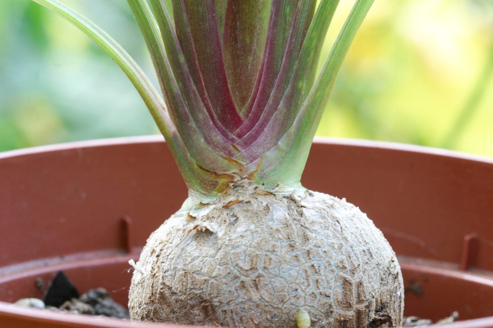Is Ponytail Palm Toxic to Cats? Vet-Reviewed Safety Facts