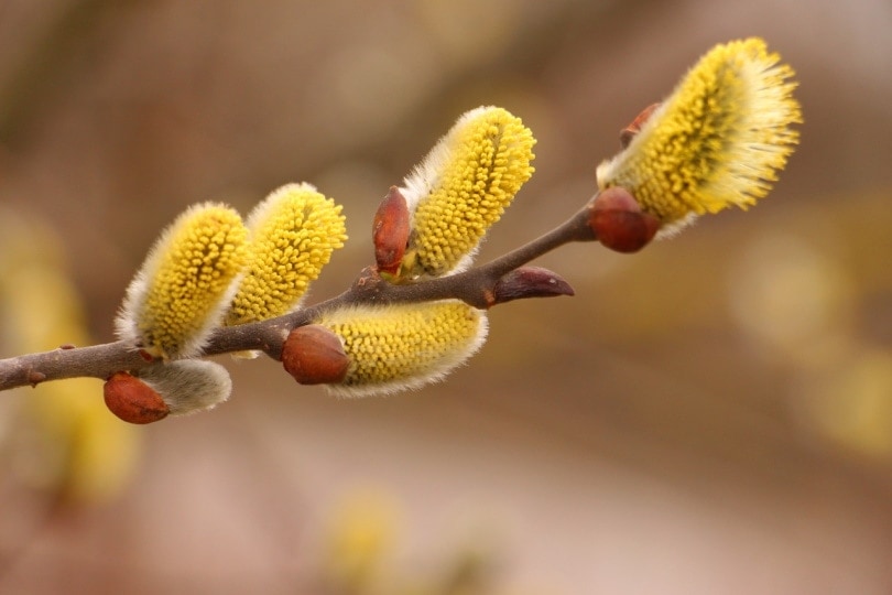 Are Pussy Willows Toxic To Cats? Keeping Your Cat Safe