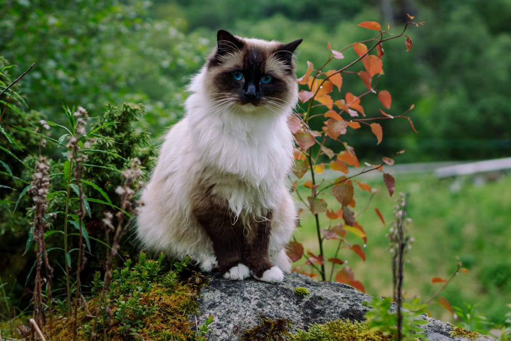 Ragdoll cat sitting outside