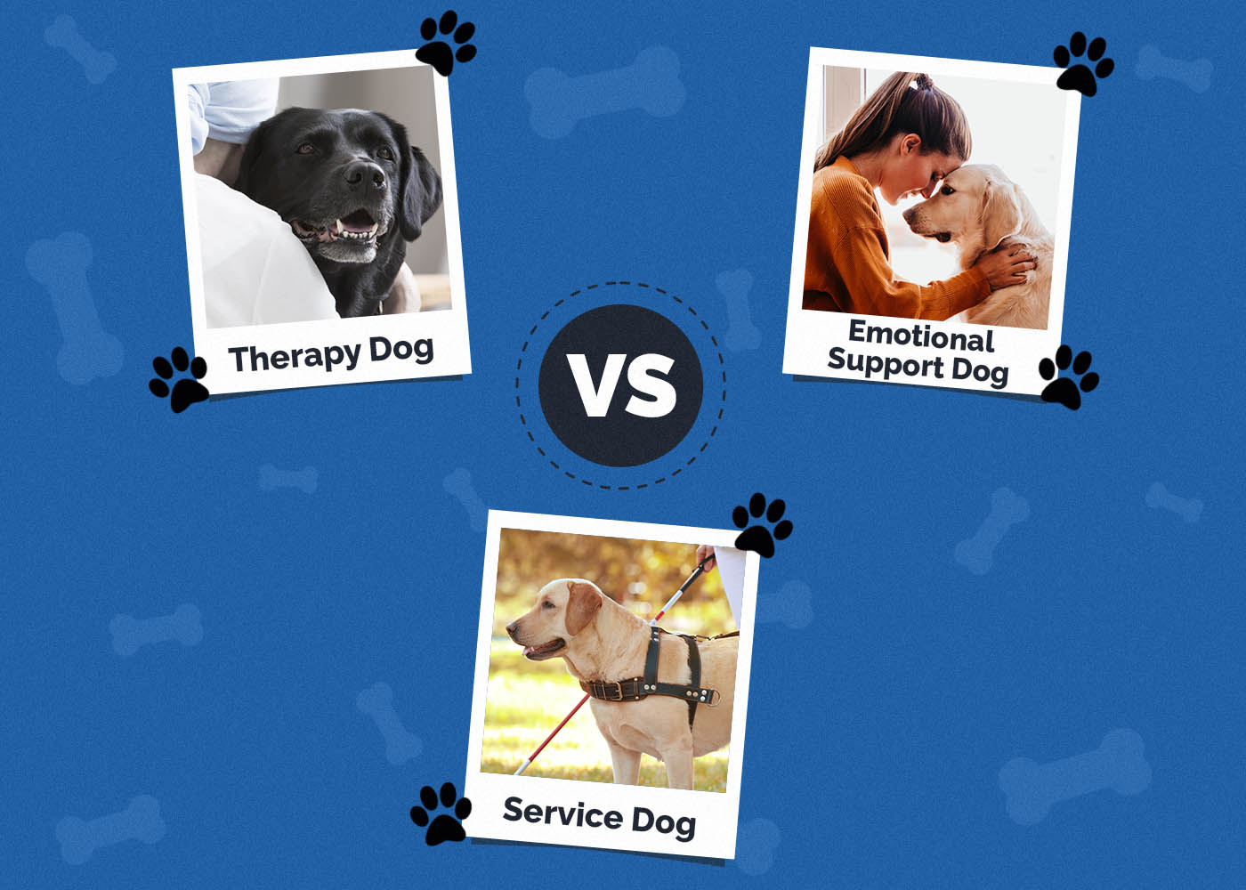 Therapy Dog vs Emotional Support Dog vs Service Dog: Key Differences