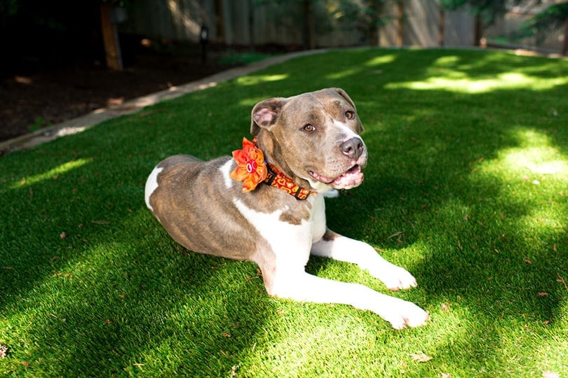 Can I Leave My Dog in the Backyard While at Work? Vet-Verified Facts & FAQ