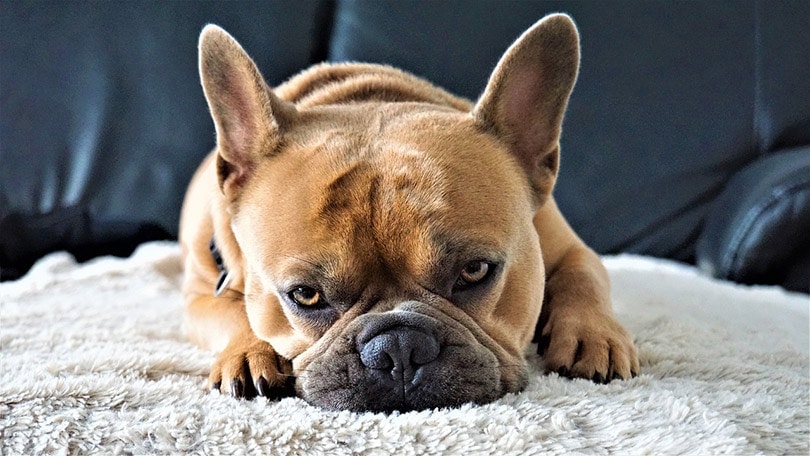 14 French Bulldog Health Conditions: Vet-Approved Prevention & Treatment