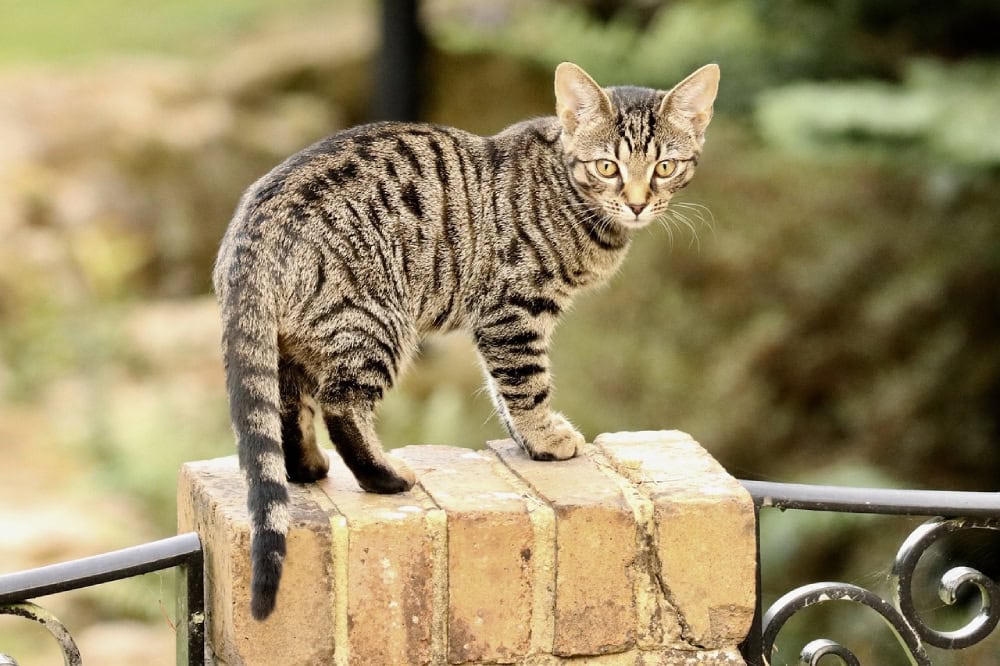 9 Spotted Cat Breeds (With Info & Pictures)