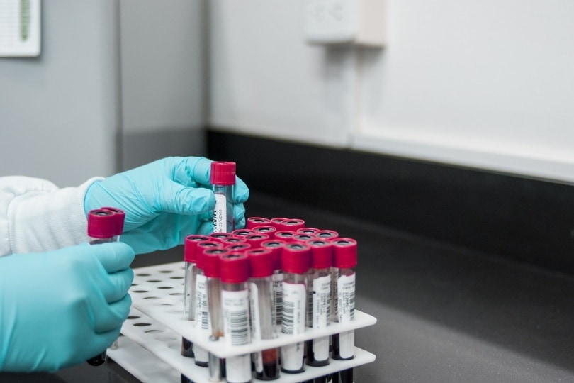 How Much Do Cat Blood Tests Cost? 2026 Pricing Update