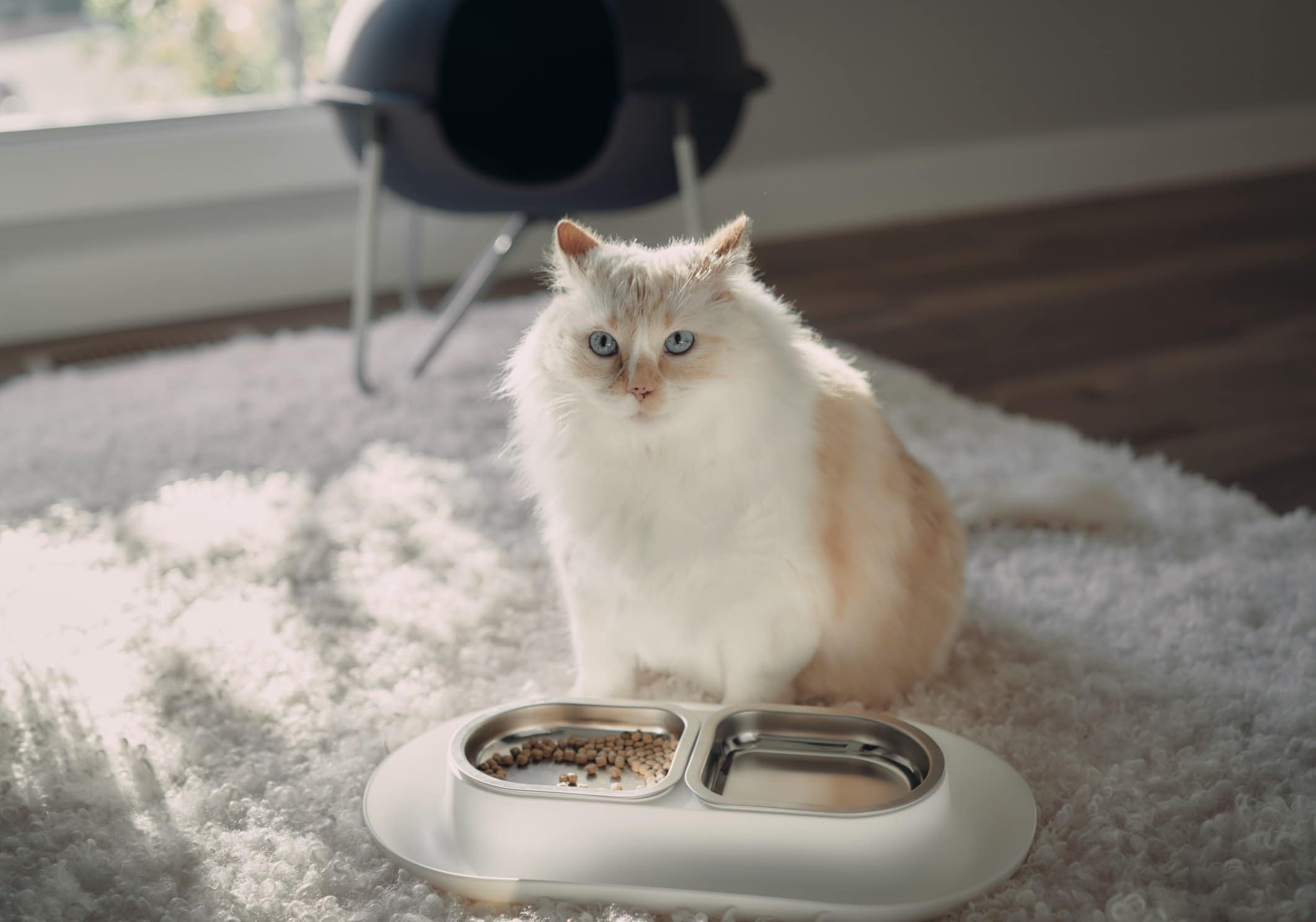 Where Should I Put Cat Food and Water Bowls? 5 Vet-Approved Places
