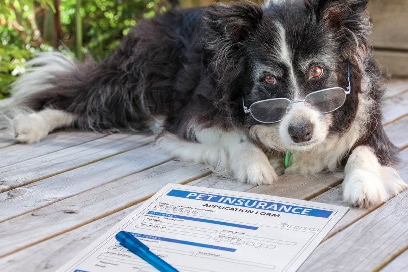 How Much Does Pet Insurance Cost in Wisconsin (2026 Update)