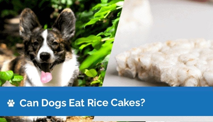 Can Dogs Eat Rice Cakes? Vet-Reviewed Nutrition Facts & Info