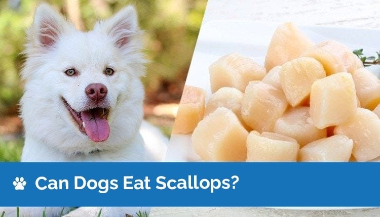 Can Dogs Eat Scallops? Vet Approved Facts & FAQ