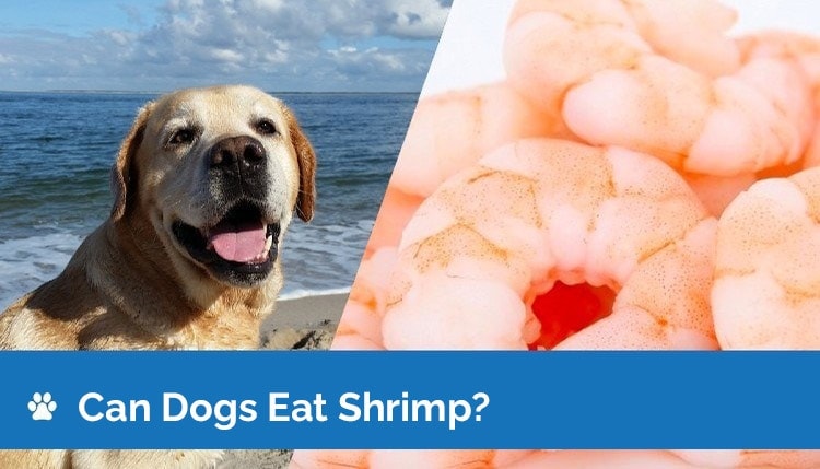 Can Dogs Eat Shrimp? Vet-Reviewed Health & Nutrition Facts