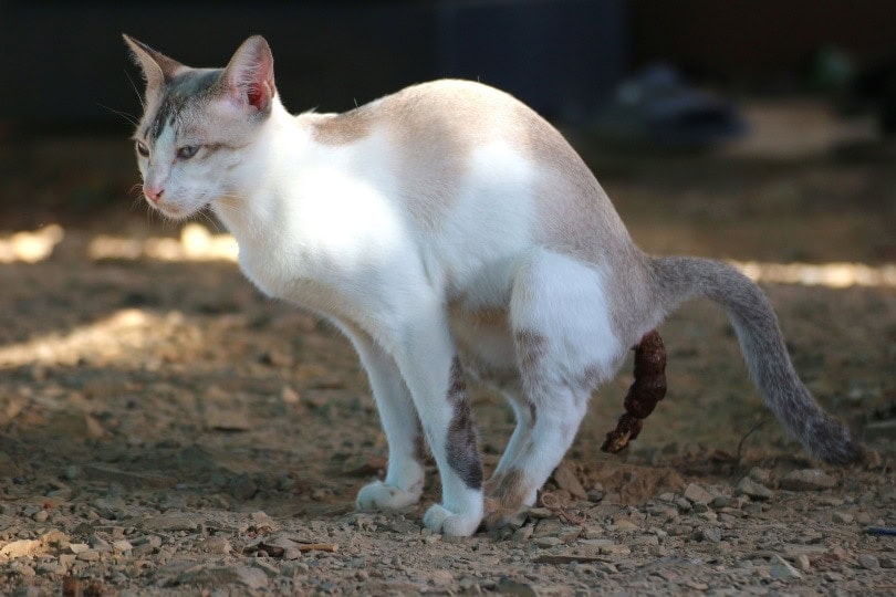 The Scoop on Cat Poop: Litter & Litter Boxes