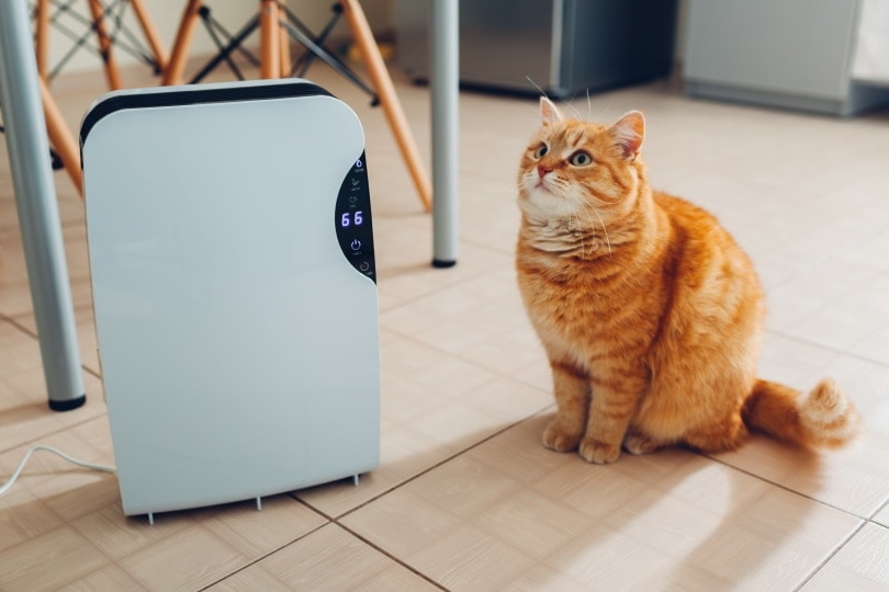 Do Air Purifiers Help With Pet Hair? Effectiveness & Safety Explored