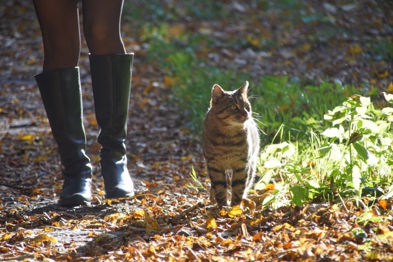 How to Find a Lost Cat: 9 Effective Tips & Tricks
