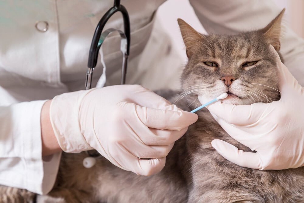 How Do Cat DNA Tests Work? Purpose & Accuracy Explained