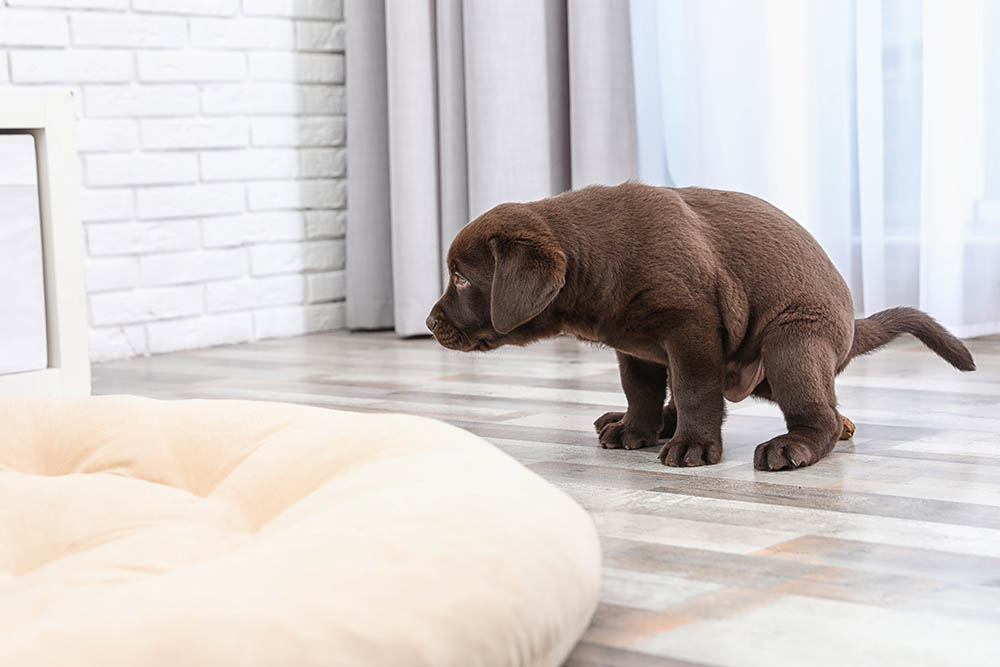 Why Does My Puppy Have Diarrhea? 6 Vet Reviewed Causes, Types & Diagnosis