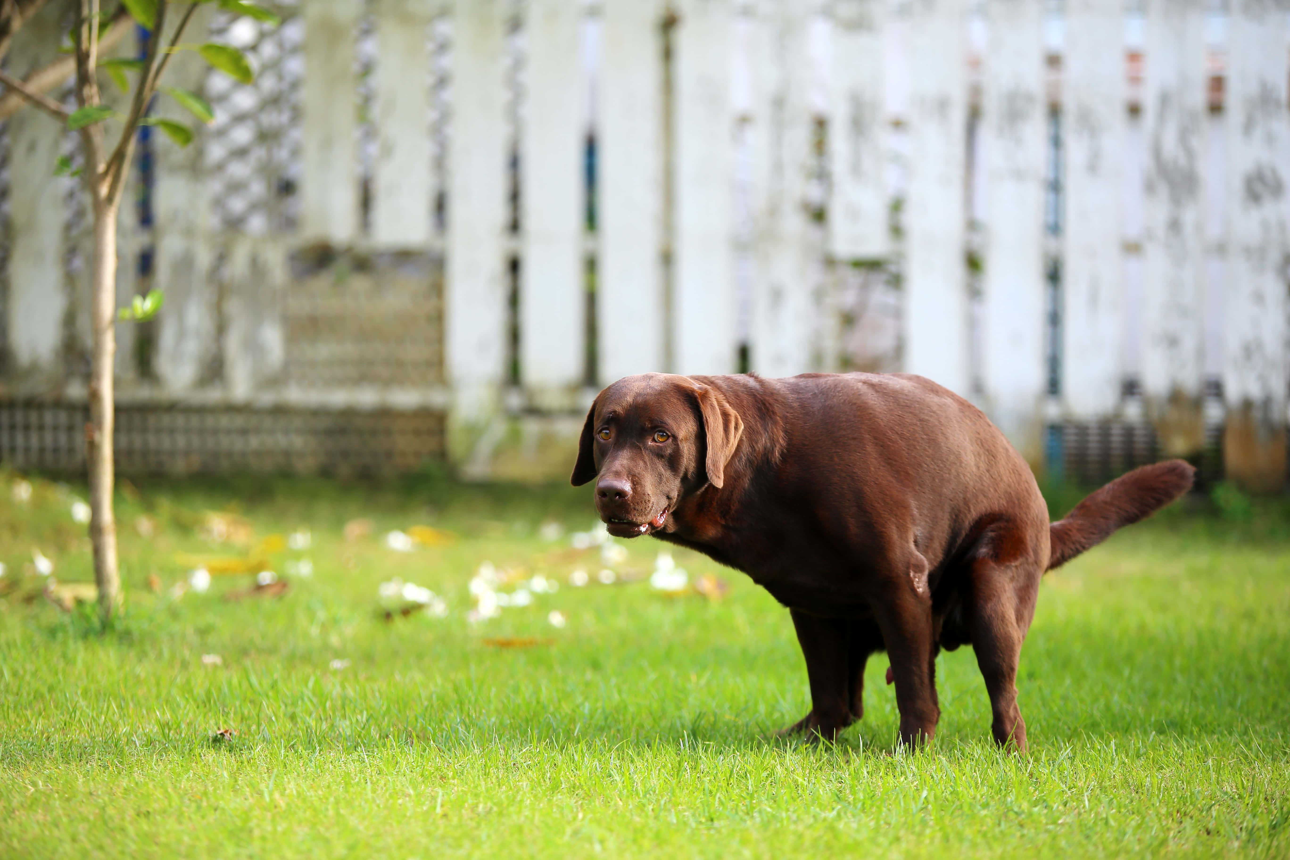 Why Does My Dog Poop So Much? 5 Vet-Reviewed Reasons