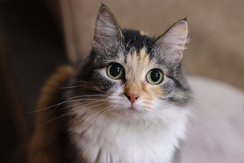 My Cat Lost His Voice: 6 Vet-Approved Causes & Remedies
