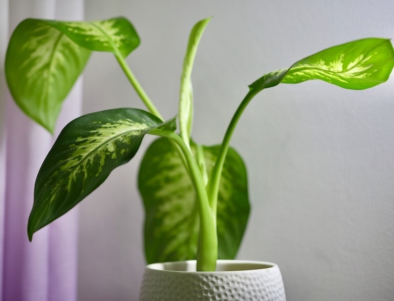 Is Dieffenbachia Toxic to Cats? Vet-Reviewed Info to Keep Your Cat Safe