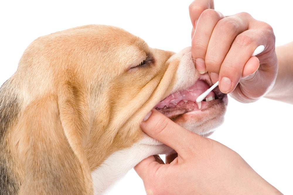 How Do Dog DNA Tests Work? DNA Testing Explained